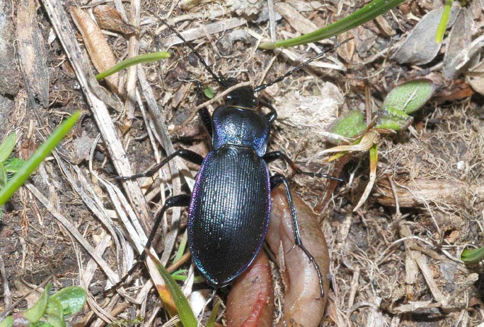 Carabus da det:: C. catenulatus